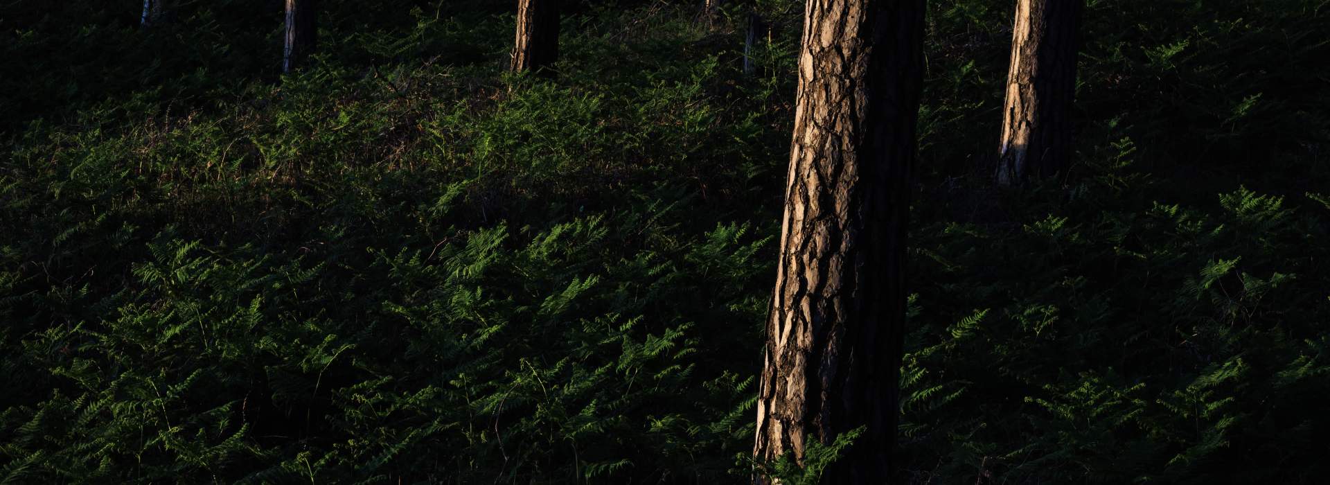 Waldzauber - Reduktion im Darßwald