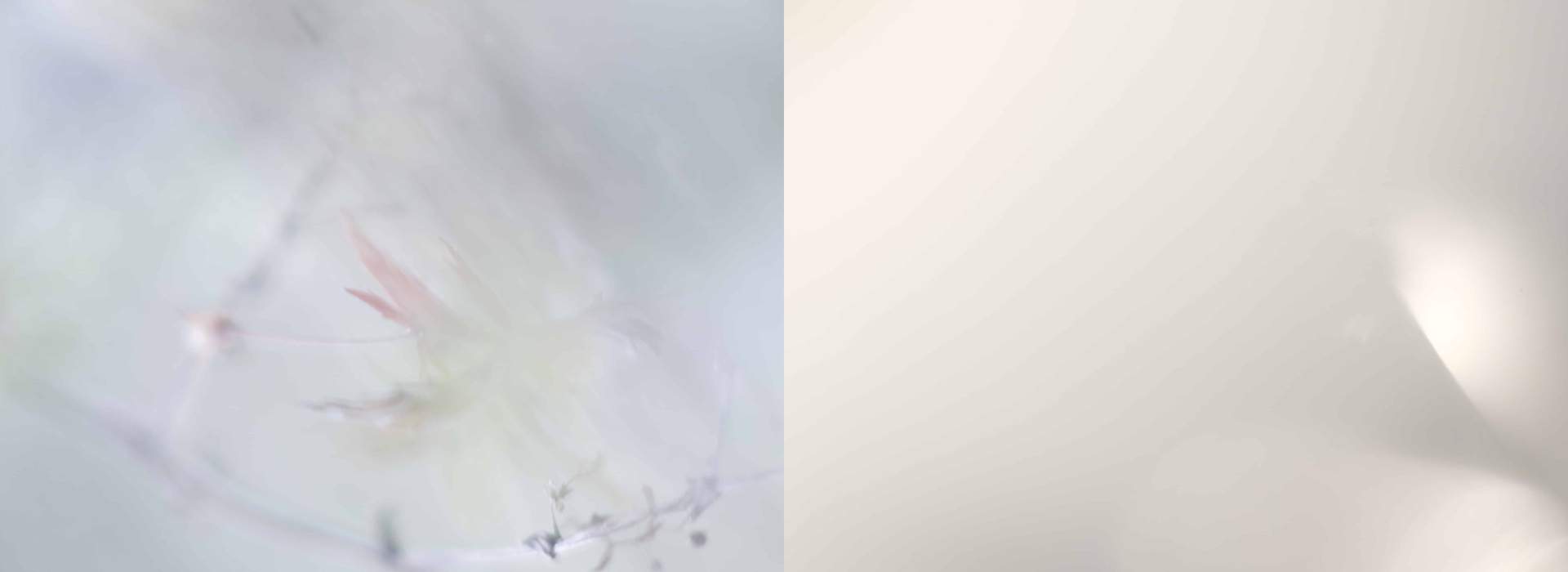 Weiß in Weiß – High-Key Fotografie