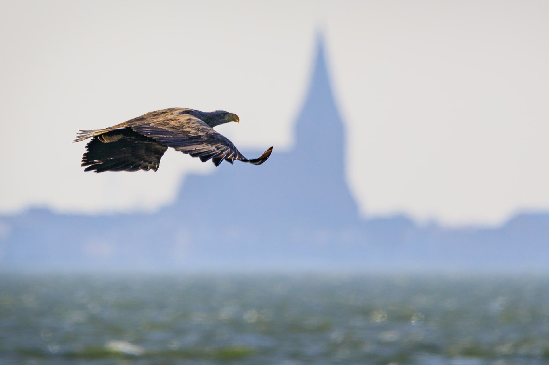 Seeadler größte europäische Adler siedelt häufig im Nationalpark Vorpommersche Boddenlandschaft