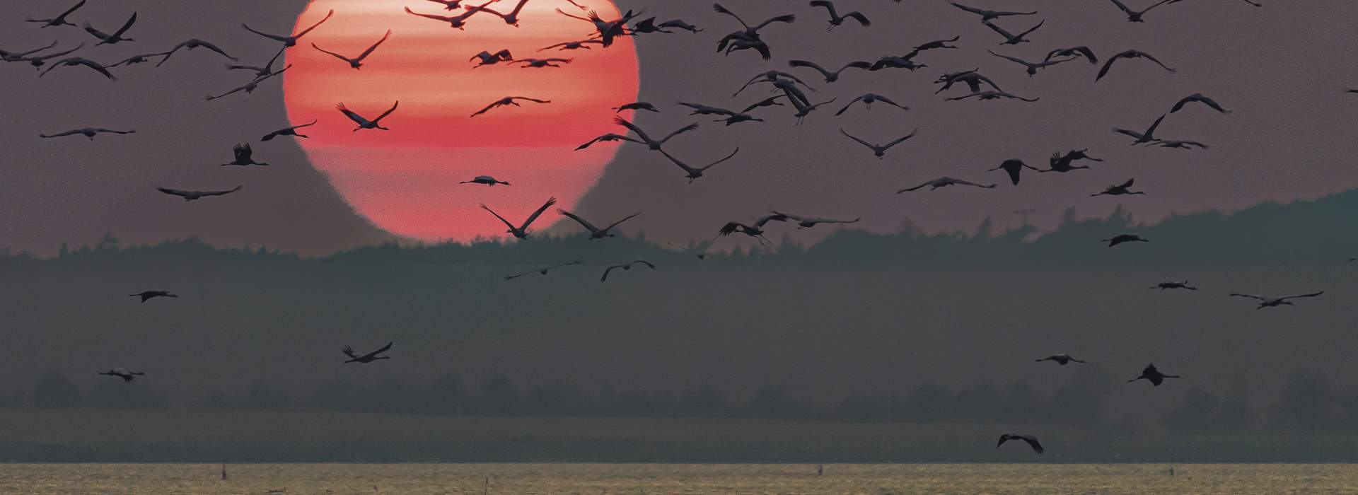 Faszination Kranich – unterwegs mit den Vögeln des Glücks