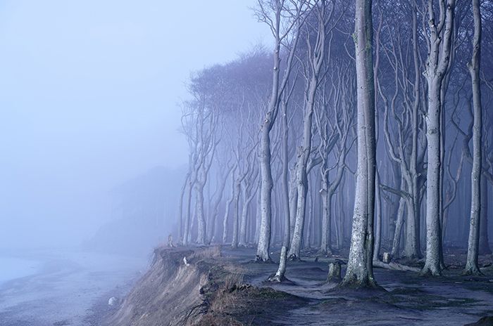Nebliger Wald am Steilufer der Ostsee