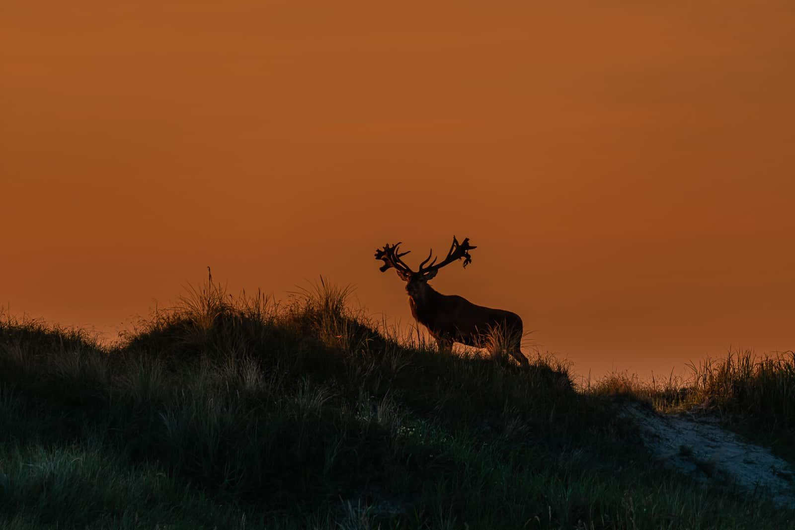 Hirsch auf der Düne im Abendlicht