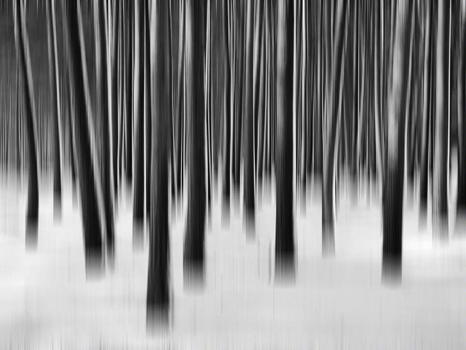 Schwarzweiß fotografie im Darßwald