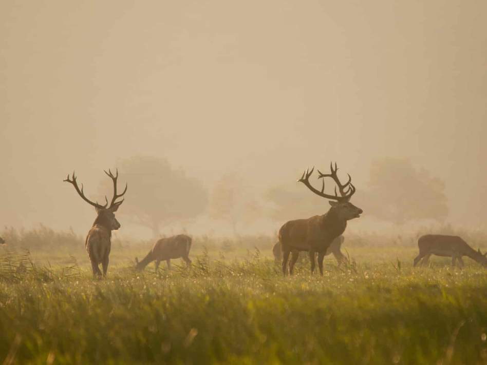 Hirsche auf der Düne fotografieren