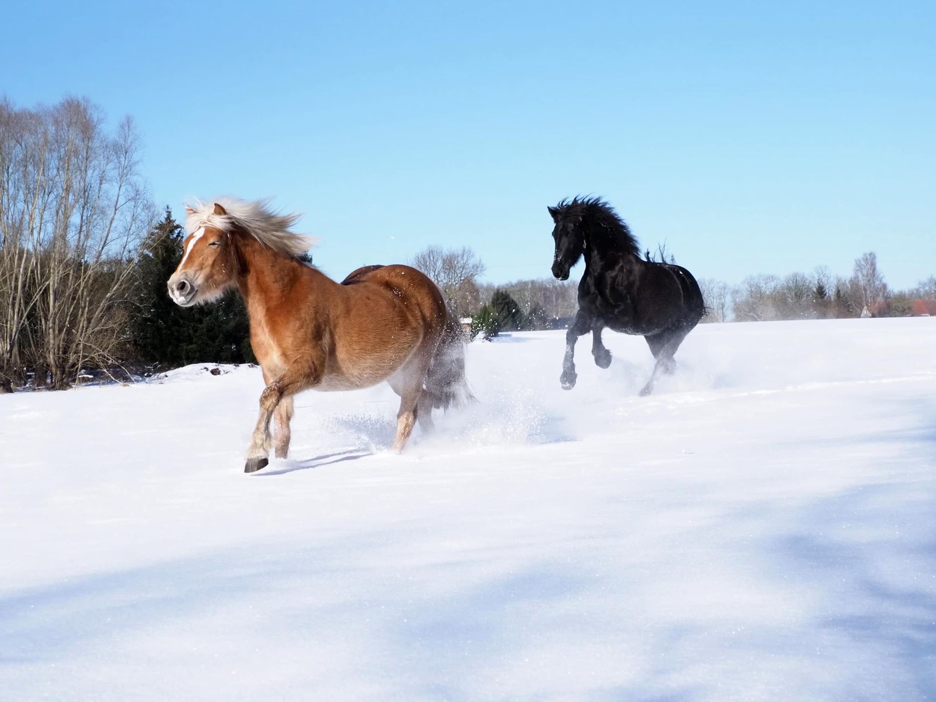 Pferde toben im Schnee an der Ostseeküste