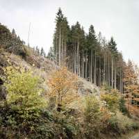 Peter Bialobrzeski – Waldschadensbericht