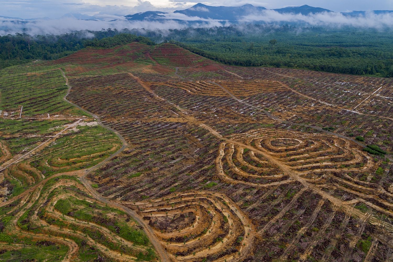 Zerstörung des Regenwaldes am Amazonas für Sojabohnen