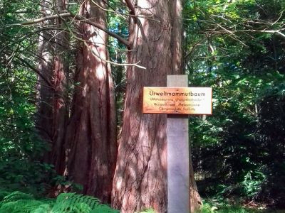 Mammutbäume im Osterwald Zingst/Darß