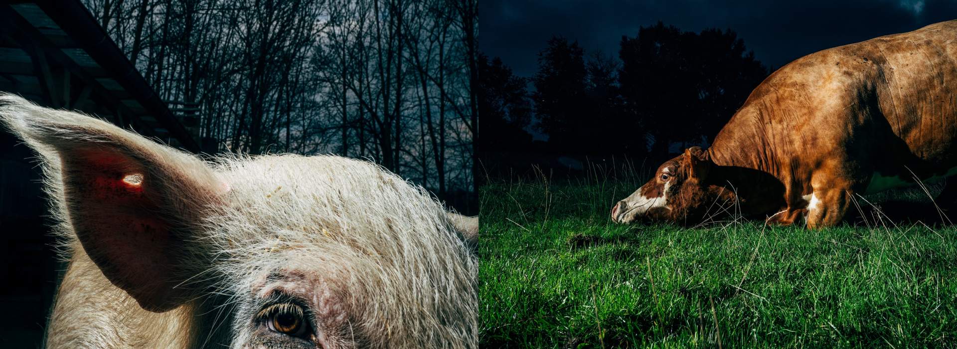 „Animal Escape Plan“ von dem Berliner Fotografen Nikita Teryoshin