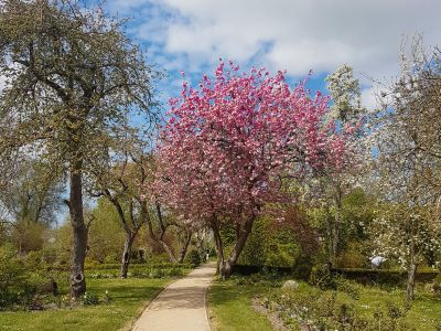 Kirschblühte im Pfarrgarten Starkow