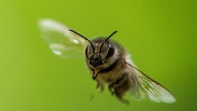 Film | Ziemlich wilde Bienen